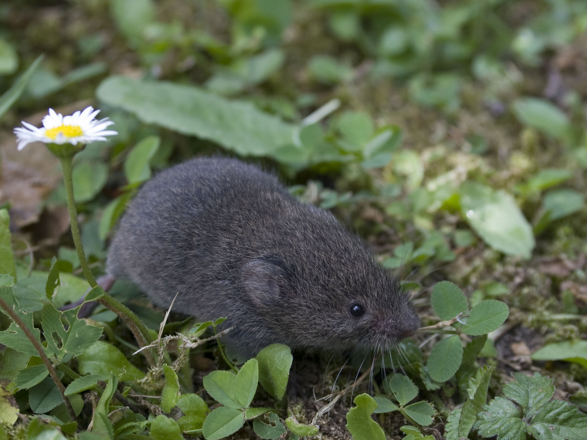 Ondergrondse woelmuis Wesley Overman